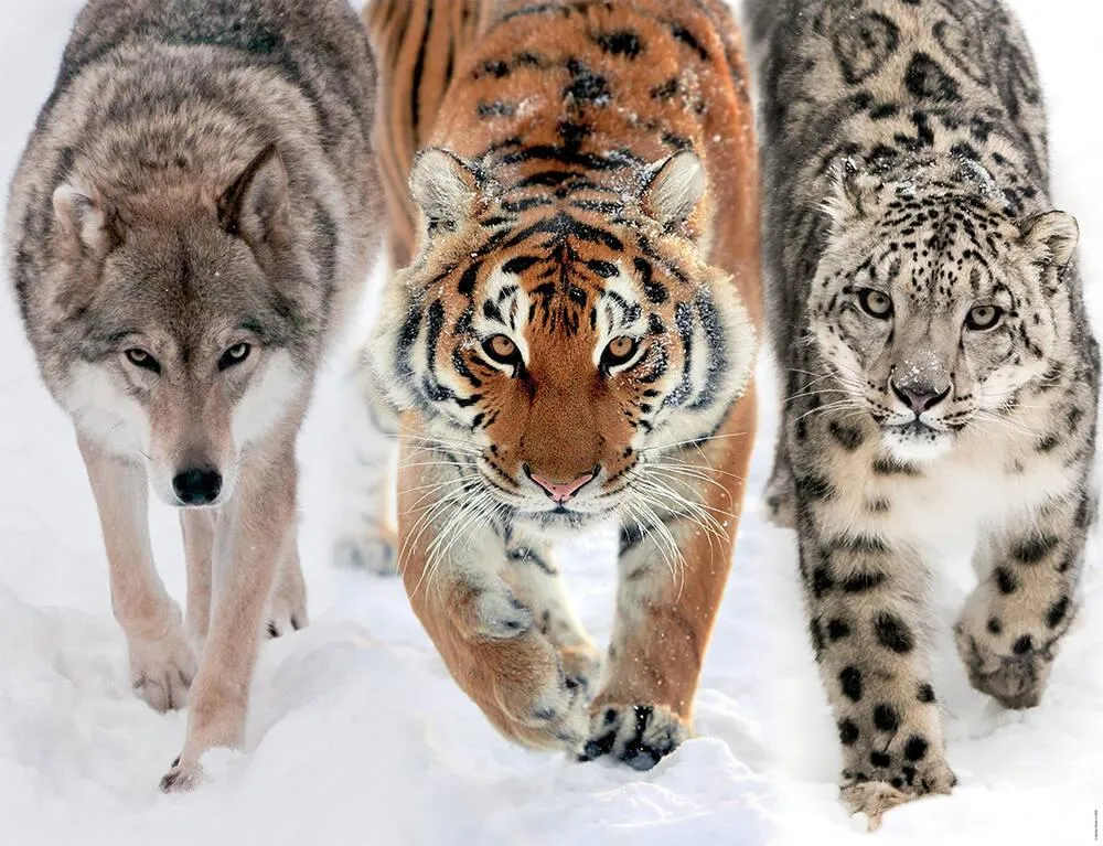 PUZZLE 2000 PIECES - EN TERRE SAUVAGE